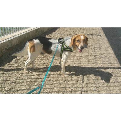 PORTOSCUSO - Cane - Microchip 380260042720625