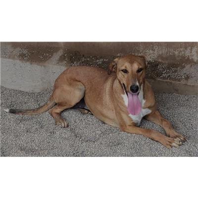 SESTU - Cane - Microchip 380260043394855